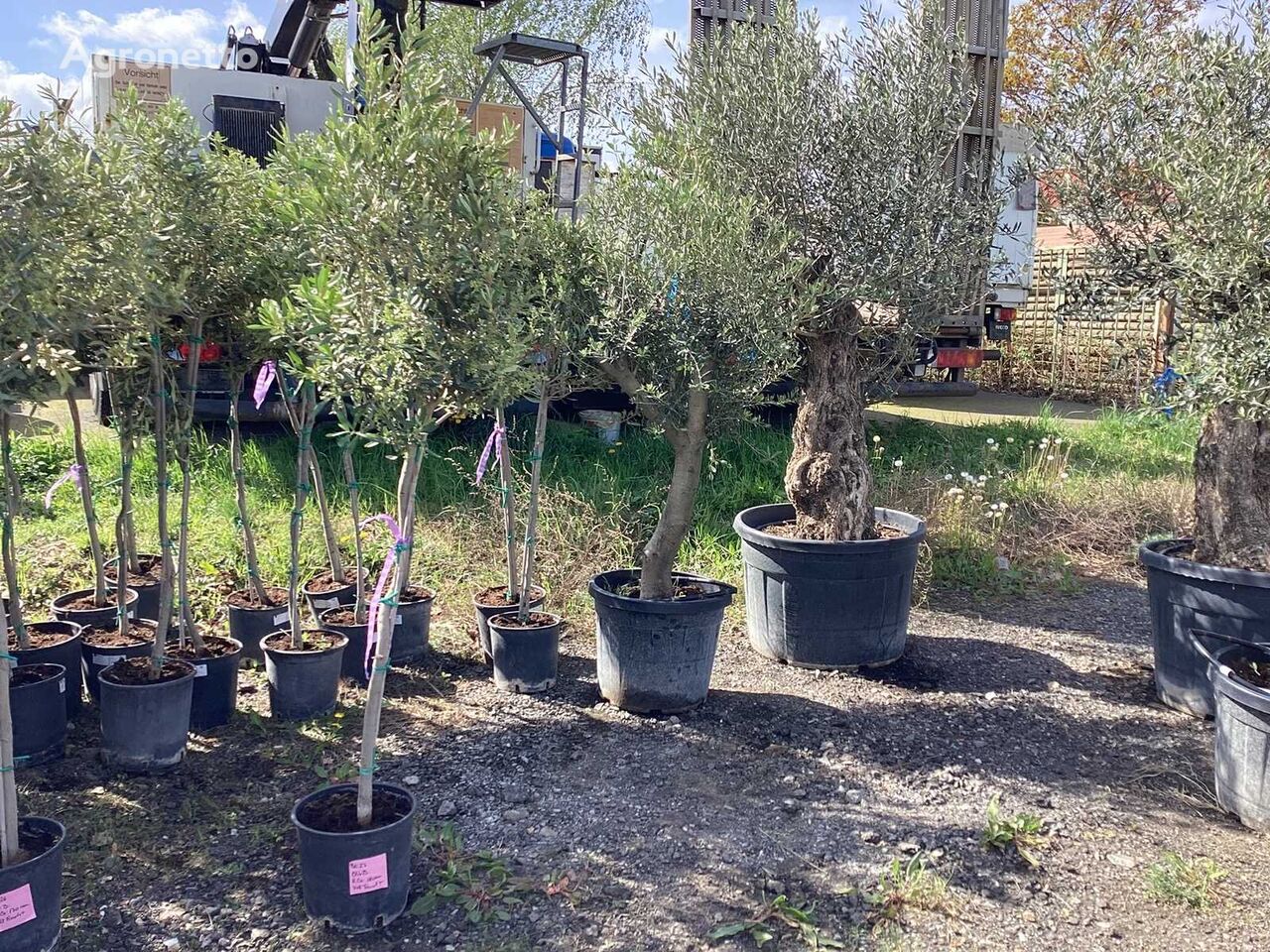 3 x Olivenbaum (Winterhart, Fruchttragend - Partie) fruit tree sapling