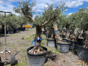 Olivenbaum (Winterhart) fruit tree sapling
