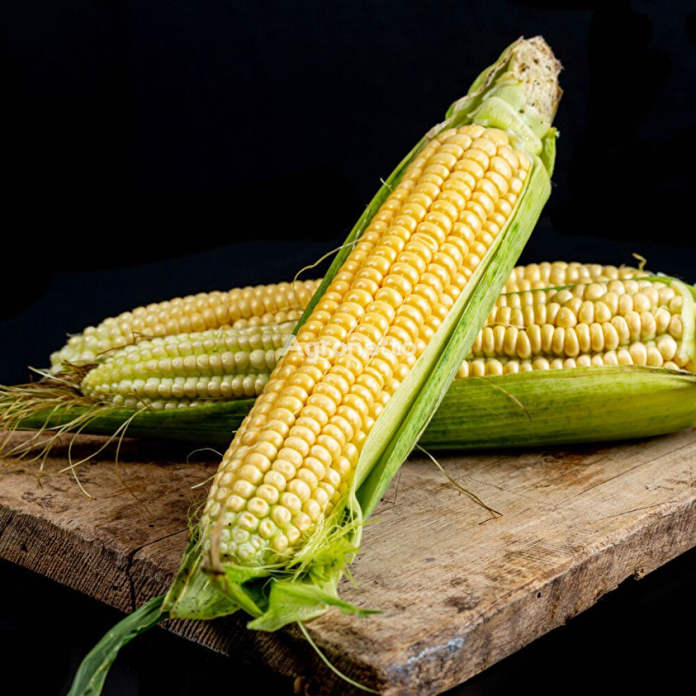 Corn seeds DN Burshtyn, FAO 350