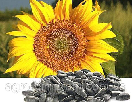 Serjan sunflower seeds (Standard fraction) Novi Sad (Serbia)